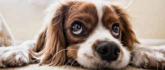 Закон о собаках в 2021 году – правила выгула и содержания