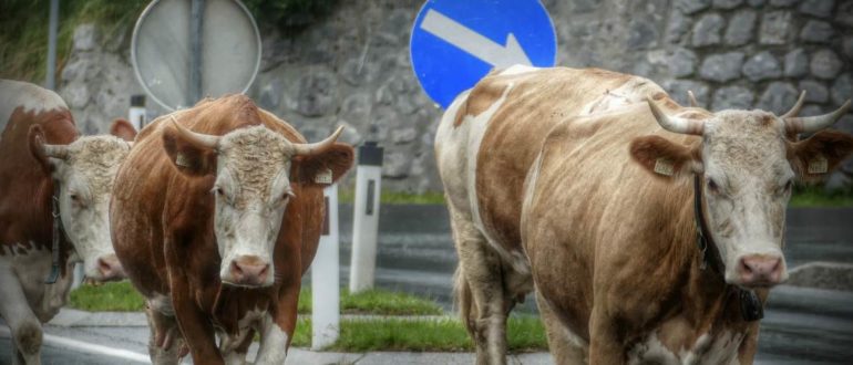 ДТП с коровой – судебная практика