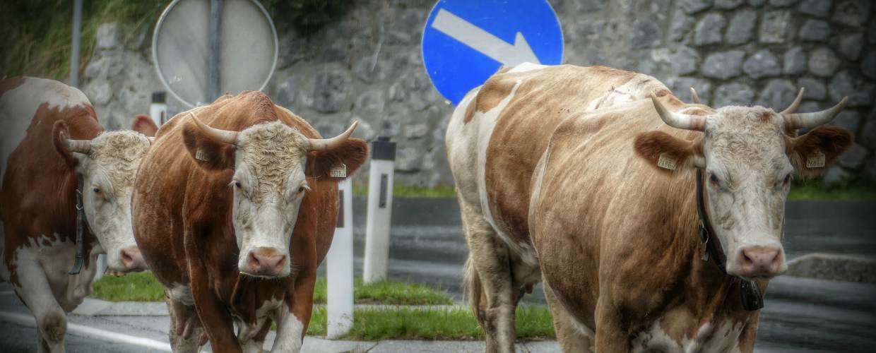 ДТП с коровой – судебная практика