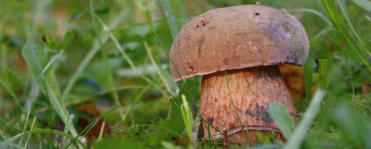 Закон о дикоросах в 2019 году – будет ли сбор грибов и ягод платным?