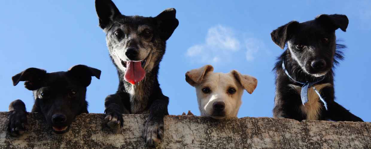 Закона о бродячих собаках в 2022 году в России – последние новости